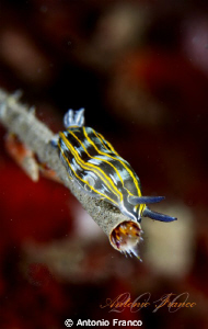 Hypselodoris villafranca by Antonio Franco 
